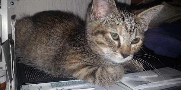 Quigley’s Antics: The Cat Was Not Impressed Tigra, our tortoiseshell cat