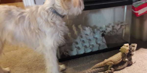 enter mushu Izzy had ruled alone for a while when we decided it was time to