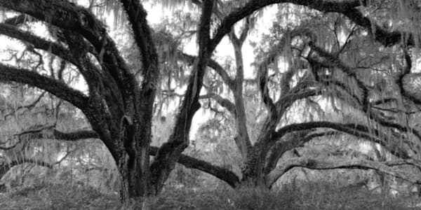  We recently visited De Leon Springs state park in Florida. It was a