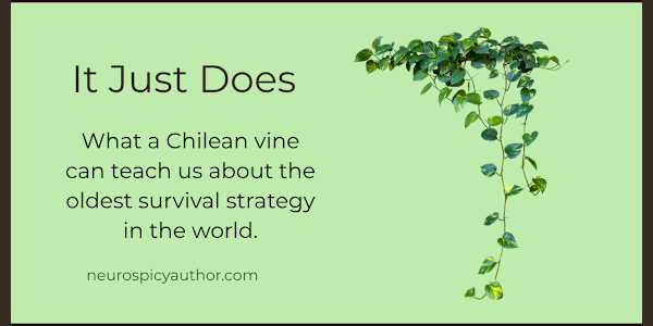 It Just Does: What a Chilean vine can teach us about the oldest survival