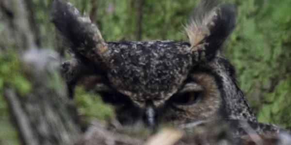 In A Blink, Pinfeathers (The owlet kind.)