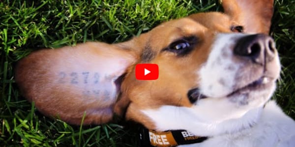 Beagle Freedom Project Video If you have read any of my books, including