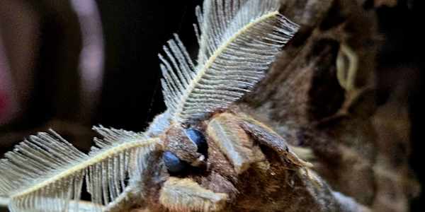 Tender Shadows  I am stuck inside this heart-shaped box&nbsp;And even