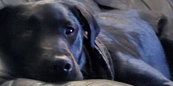  What My Labrador Taught Me About Life Reflections from a man and his dogI