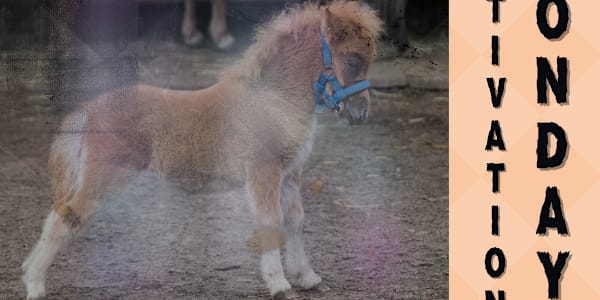 Motivation Monday - Subject #73 of 104 Peter Hooflittle &nbsp; John licked