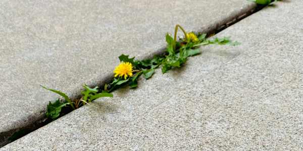 Results Day and the Pavement Crack 18th August 2011I got my results. Three
