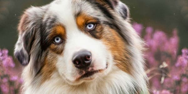 The Australian Shepherd Scheme  In January 2026, I am going to release the
