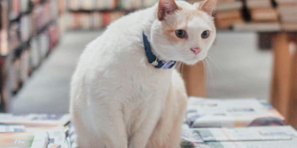 Self-Publishing vs. Traditional Publishing: How Social Media Has