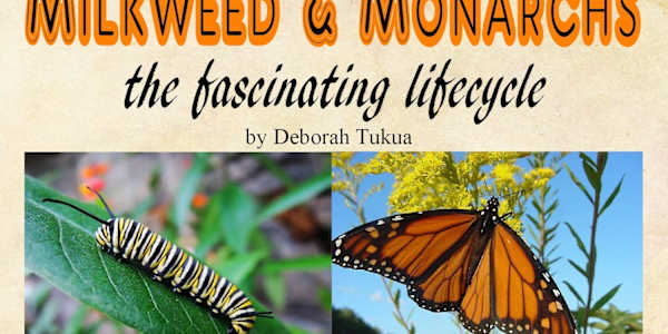 Milkweed and Monarch Butterflies Beautiful, orange-and-black monarch