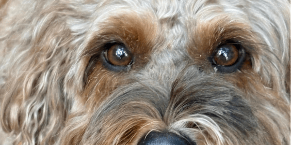 The Real Roo Is Seven: The Little Dog Who Inspired a Whole World From a