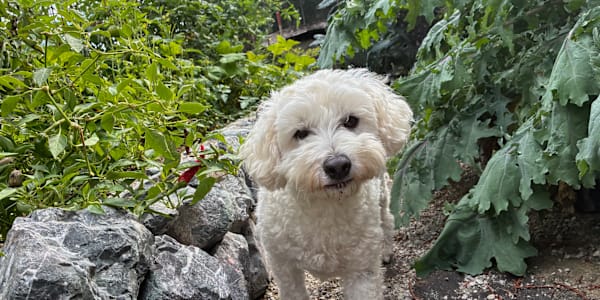 Autumn Days As the days get shorter and the weather becomes cooler, Oliver
