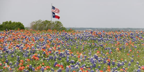 I'm going to miss bluebonnet planting this year I won't be able to enjoy