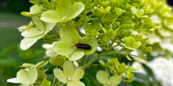Fireflies, Nature’s Night Lights Summer is synonymous with