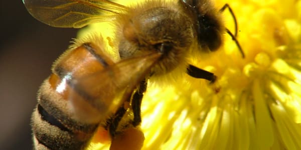 A few “Buzzzzzzzz Worthy” flowers that honeybees like &nbsp;Honeybee on