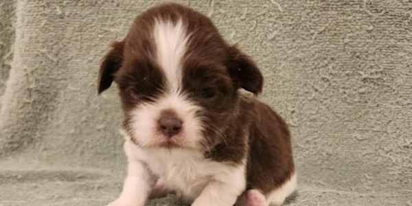 Then came Quigley.  &nbsp;Tiny, bright-eyed, and endlessly enthusiastic,