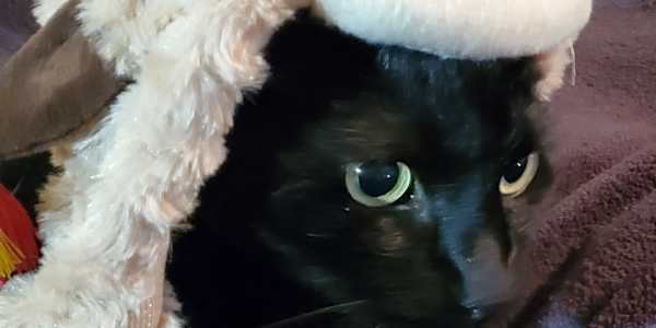 Wick the lamb Even Shyla became part of his nonsense sometimes.He’d streak