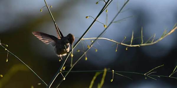 A Match Made in Heaven: a hummer, a book trailer and giveaway for WHAT THE