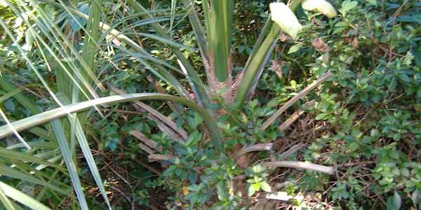 Writing contest submission FNPS Peggy Lantz Writing ContestThis writing