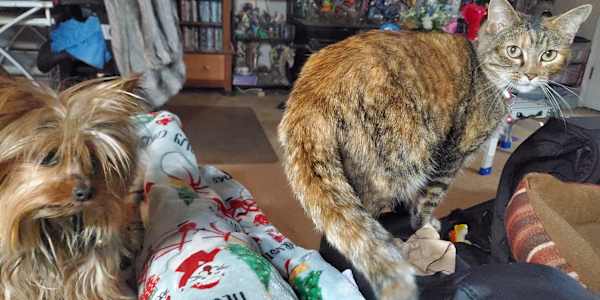 Best buddies Sammy and Tigra were almost the same size when we brought them