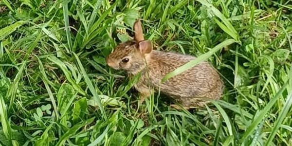 June is Wild Kingdom Habitat June&nbsp; 2026This month at home on Holly