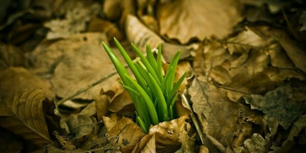 Spring Awakening A Poem