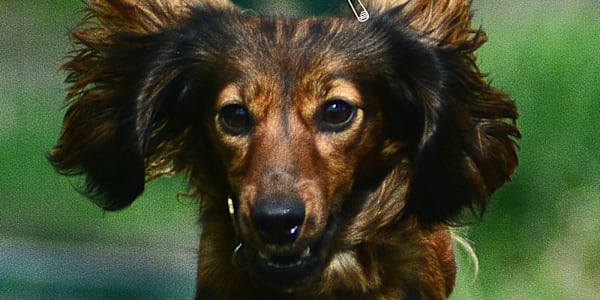 A New Release for February 2026: Don’t Give a Dog a Bad Name In February