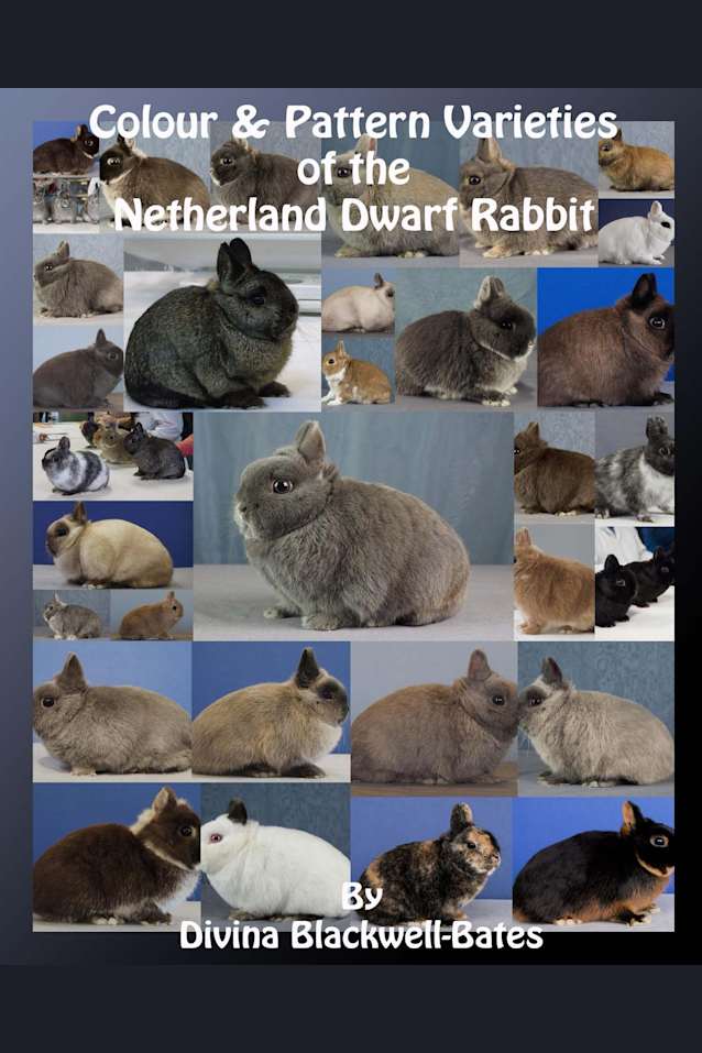 Colour & Pattern Varieties of the Netherland Dwarf Rabbit