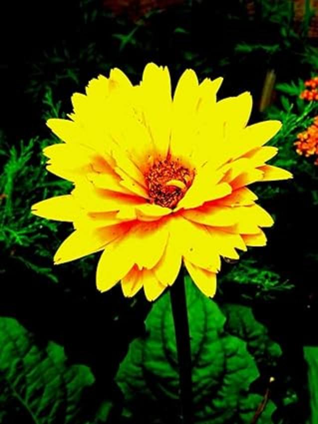 Gerbera Daisy: Notebook