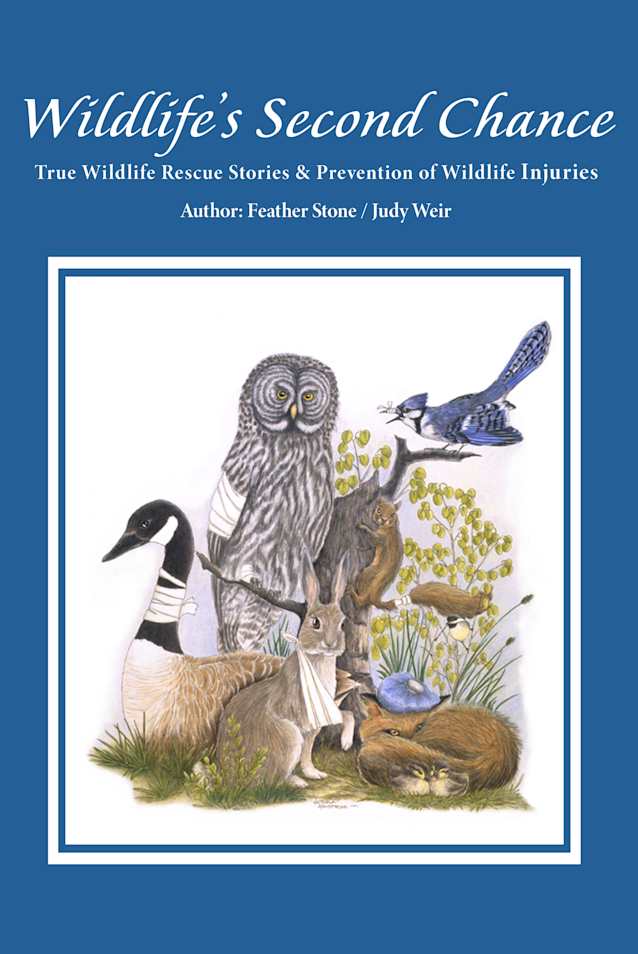 Wildlife’s Second Chance