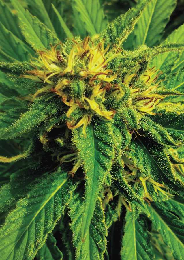 Grow Notes - Cannabis Chronicles: Plan, Plant, Grow, Harvest (Paperback)