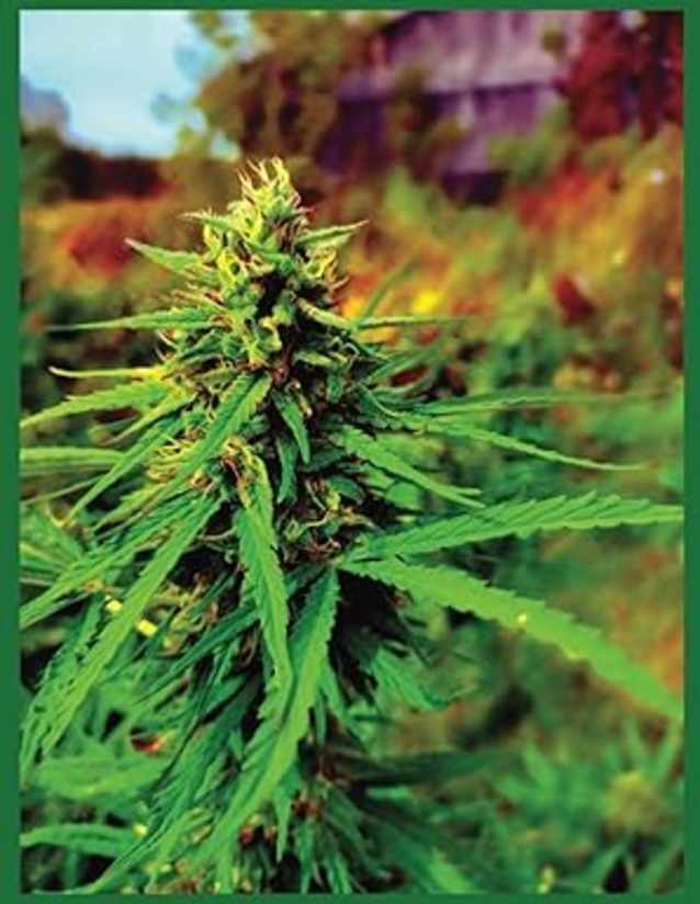 High Notes: Cannabis Chronicles: Journal for your Inner Stoner (Paperback)