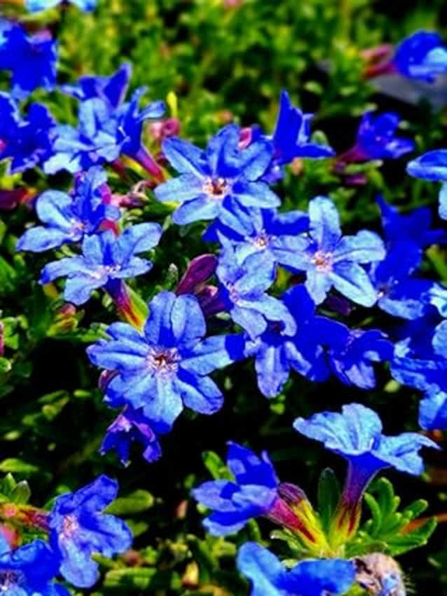 Lithodora: Notebook