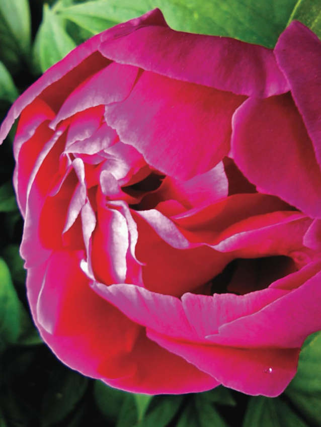 Peony: Notebook 