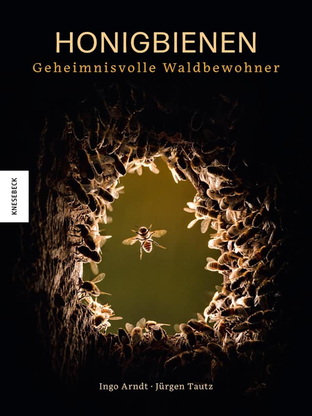 Honigbienen