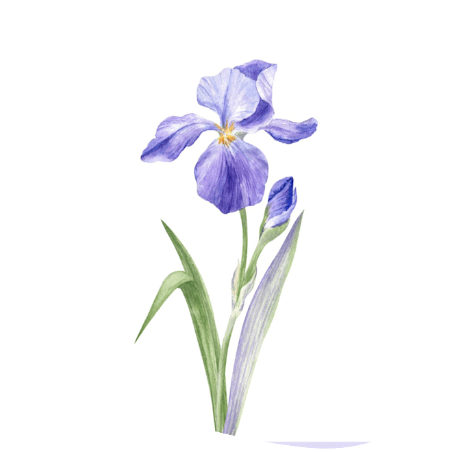 Wild Irises Books