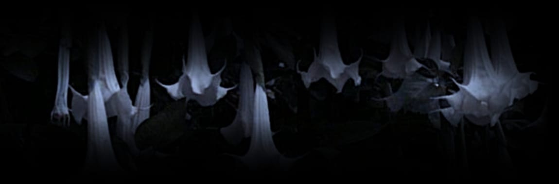 Datura Moon