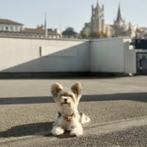 Woofy: hotel pour chiens