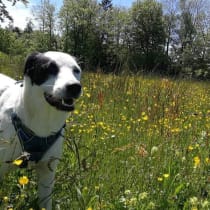 Une IRM pour Tika