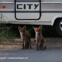Wildtiere vor deiner Haustür