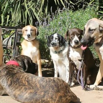 100 Tiere müssen umziehen!