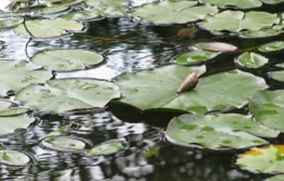 «La nature de cœur à coeur»