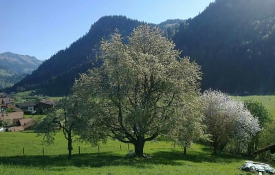 ObstPflegeBörse Simmental