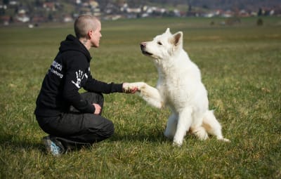 Fahrzeug Hundecoach