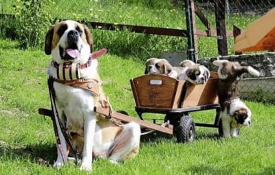 SOS pour nos St.-Bernards