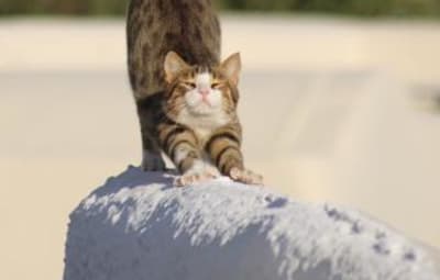 Miauuuuuuuu – Santorini Cats