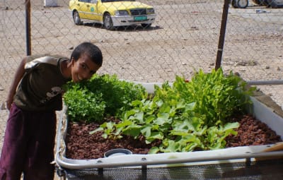 Aquaponics in der West Bank