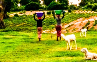 Maraîchage à Diohine Sénégal