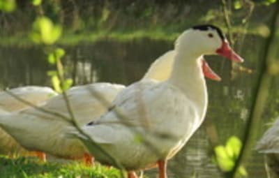 Une pub contre le foie gras 