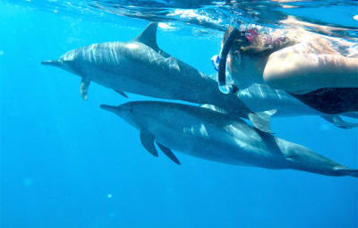 Nager avec les dauphins