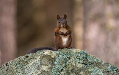 Wilde Nachbarn entdecken